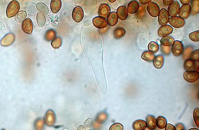 Galerina da determinare n9.